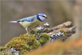 <p>SÝKORA MODŘINKA (Cyanistes caeruleus) /Eurasian blue tit - Blaumeise/</p>